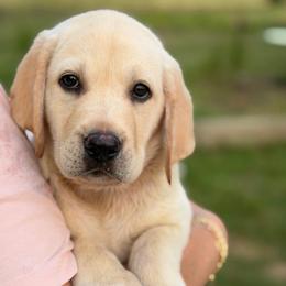 Timber - Yellow male Labrador Retriever puppy in Archer Lodge, North Carolina from Archer Lodge Labradors