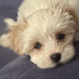 Dalton - White male Maltipoo puppy in Buffalo, New York from Debra Stacey's Maltipoo Puppies