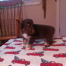Australian Shepherd Puppies from Van Huitt Australian Shepherds