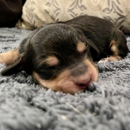 Christine - Black and tan female Dachshund puppy in Huntington, Arkansas from Rockstar.Weiners