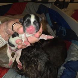 Theo - Black and white male Shih Tzu puppy in Cook County, Illinois from My Tzu Crew