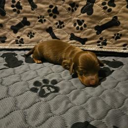 Boy1 - Chocolate and tan male Dachshund puppy in New Castle, Colorado from Shaffers low riding weiners