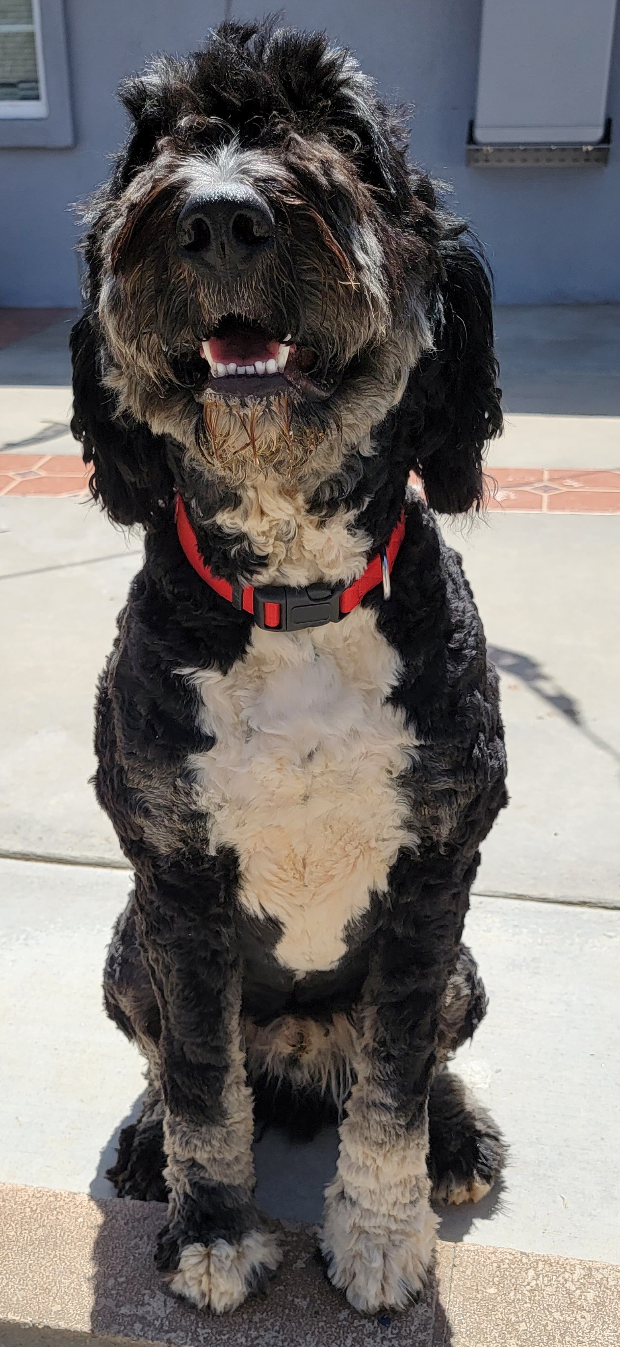 Bruno - Bernedoodle