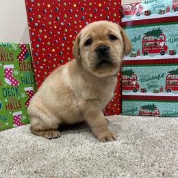 Tan - Yellow female Labrador Retriever puppy in Iowa City, Iowa from Country Road Acres