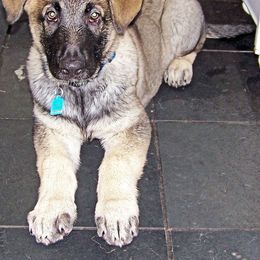 Shiloh Shepherd Puppies from Solace Shilohs