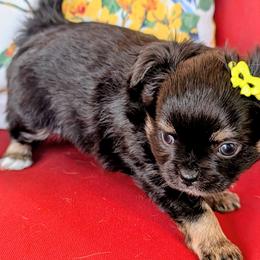 Lyra - Black and tan female Chihuahua puppy in Leominster, Massachusetts from House of Lil  Paw
