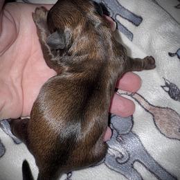 Gold Male - Gold male Shih Tzu puppy in North Central Oregon, Oregon from T-Amore Shih Tzu