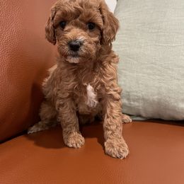 Cavapoo Puppies from SoCal Cavapoos