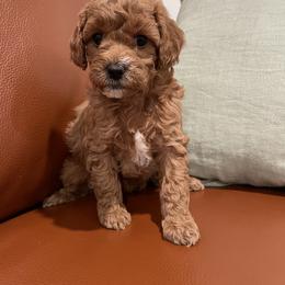 Cavapoo Puppies from SoCal Cavapoos