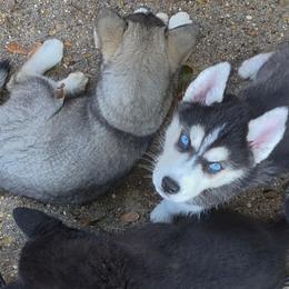 Paris - Black and white female Siberian Husky puppy in Meridian, Mississippi from JJ's Huskies