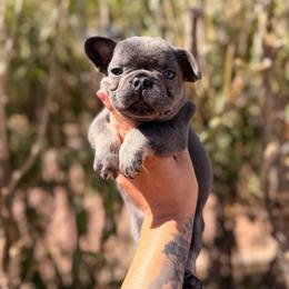 Blue - Blue male French Bulldog puppy in Avondale, Arizona from BigDiamondFrenchies