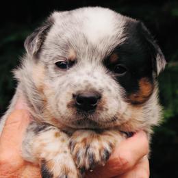 Sammy - Blue speckled male Australian Cattle Dog puppy in Redding, California from Macushla Kennel