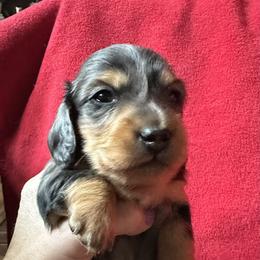 Champ - Dapple male Dachshund puppy in Spencer, Ohio from JAM Doxies