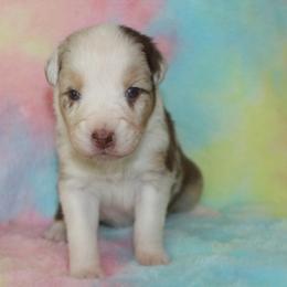 AnnaBelle - Red merle female Australian Shepherd puppy in Granville, Ohio from River Trails Aussies