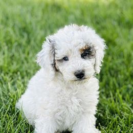 Bernedoodle Puppies from Salty Point Doodles