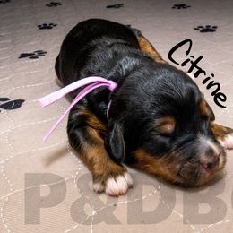 Bernedoodle, Goldendoodle, and Poodle Puppies from Poodles and Doodles By Grace