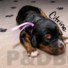 Bernedoodle, Goldendoodle, and Poodle Puppies from Poodles and Doodles By Grace
