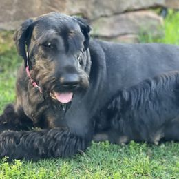 Nova - Giant Schnauzer
