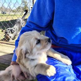 Green collar - boy - Light golden male Golden Retriever puppy in Bethel, Ohio from Agnes' Golden Retrievers