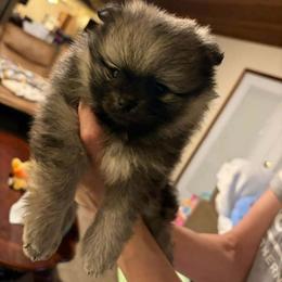 Woody - Wolf sable male Pomeranian puppy in Eureka Springs, Arkansas from Maple Hills Poms