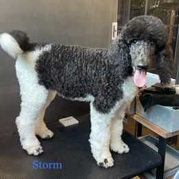 Poodle All Grown Up from Carla J Baroni