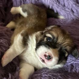 Chestnut - Sable male Pembroke Welsh Corgi puppy in Lima, New York from Hickory Springs Corgis