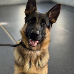 Jay - Black and red male German Shepherd puppy in Warwick, Rhode Island from Karma Kennels