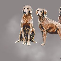 Long Haired Weimaraners from Heavenly Longhaired Weimaraner’s