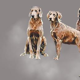 Long Haired Weimaraners from Heavenly Longhaired Weimaraner’s