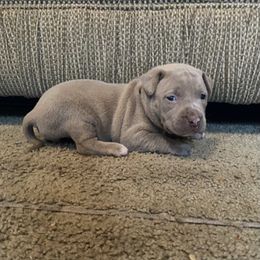 American Bully Puppies from South Georgia Pitbull & Bully Kennel