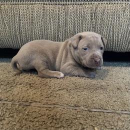 American Bully Puppies from South Georgia Pitbull & Bully Kennel