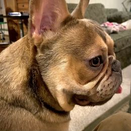 Sissy - French Bulldog