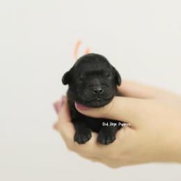 James (Orange Collar Boy) - Black male Cavapoo puppy in Republic, Missouri from Red Skye Puppies