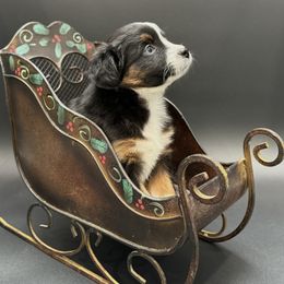 Lyric - Black tri female Miniature Australian Shepherd puppy in Covington, Pennsylvania from Rigas Mini Aussies LLC