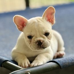 Morgan - Cream male French Bulldog puppy in Davenport, Pennsylvania from Crooked Pine French Bulldogs