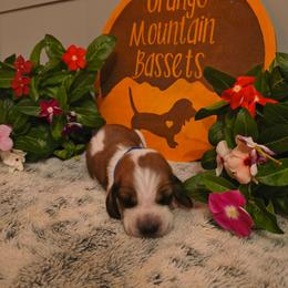Male 2 - Red and white male Basset Hound puppy in Robbins, Tennessee from Orange Mountain Basset Hounds