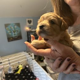 Peanut - Ruby female Cavachon puppy in Ellenville, New York from Lindy’s Cavachons