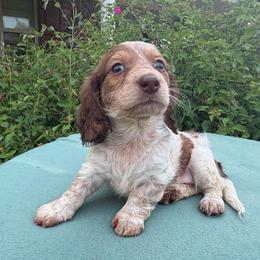 Skye - Chocolate and tan female Dachshund puppy in Hazlehurst, Georgia from DrakeFire Dachshunds