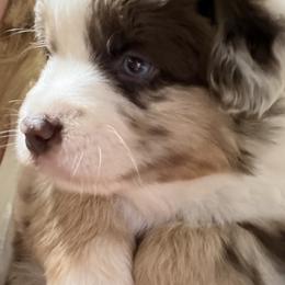 Jacob - Red merle male Miniature American Shepherd puppy in Spanaway, Washington from Meadow Run Mini American Shepherds