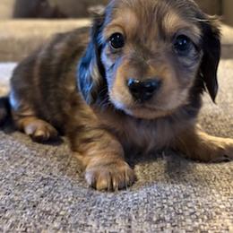 Tiger girl female CKC certified Longhair UPDATED PHOTS 1  17  26 - Dapple female Dachshund puppy in Oklahoma City, Oklahoma from Diana's Dachshunds CKC certified!