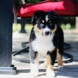 Doc - Australian Shepherd puppy in Coldwater, Michigan from Northern Star Australian Shepherds