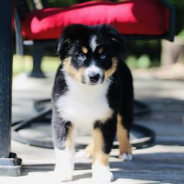 Doc - Australian Shepherd puppy in Coldwater, Michigan from Northern Star Australian Shepherds