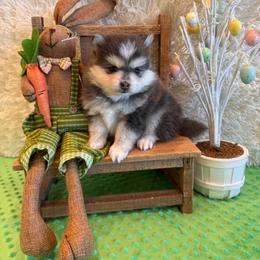 Gianni - Blue female Pomsky puppy in Bucyrus, Missouri from Hill Top Pomskies