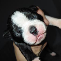 Saxon - Blue male Boston Terrier puppy in Star, North Carolina from Meatloaf's Bostons Family