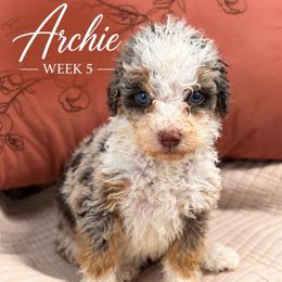 Archie - Chocolate merle male Bernedoodle puppy in Burbank, Ohio from Berns & Doodles