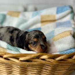 Charlotte - Dapple female Dachshund puppy in Three Rivers, Michigan from Michiana Dachshunds