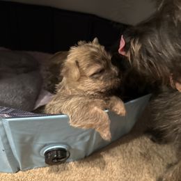 Cairn Terrier Puppies from Cook’s Cairn Terriers