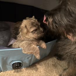 Cairn Terrier Puppies from Cook’s Cairn Terriers