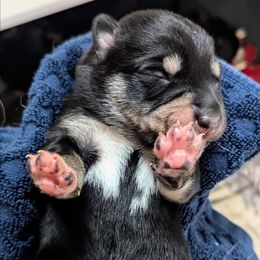 Black Boy - Arvo - Black and tan male Lapponian Herder puppy in Prattsburgh, New York from Maalattu Koirankoppi Lapponian Herders