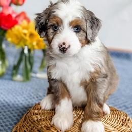 Skittles (Orange Collar) - Blue merle male Aussiedoodle puppy in Sharpsburg, Georgia from Steindoodles